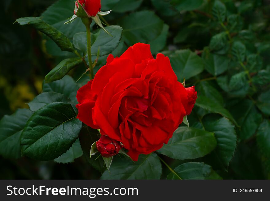 Red Rose Growing In The Garden