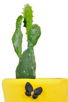 Green Cacti In Flower Pot Royalty Free Stock Image Green Cacti In Flower Pot Royalty Free Stock Image