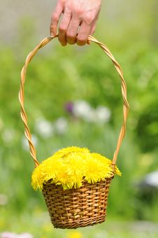 Hand Holding Basket With Yellow Dandelion Flowers Stock Photography Hand Holding Basket With Yellow Dandelion Flowers Stock Photography