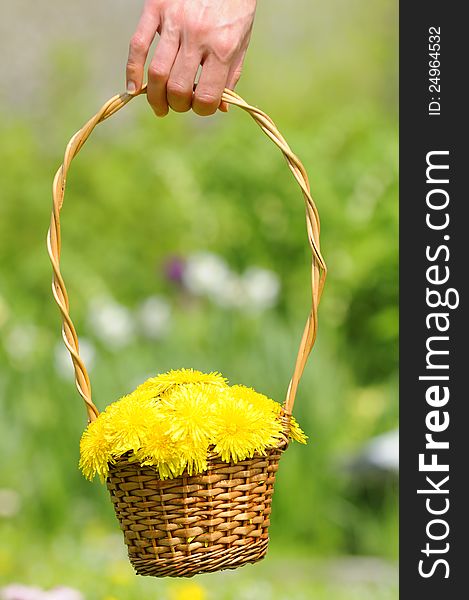 A womanâ€™s hand holding a basket with yellow dandelion flowers with a flower bed in the background. A womanâ€™s hand holding a basket with yellow dandelion flowers with a flower bed in the background