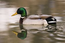 Mallard Royalty Free Stock Image Mallard Royalty Free Stock Image
