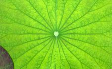 Leaves Lotus Stock Photo Leaves Lotus Stock Photo
