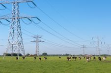 Power Pylons And Cows Royalty Free Stock Photo
