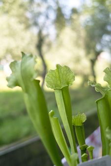 Carnivorous Plant Stock Photography Carnivorous Plant Stock Photography