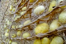 Silk Worm From Egg To Worm Royalty Free Stock Photos Silk Worm From Egg To Worm Royalty Free Stock Photos