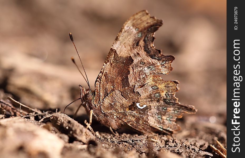 C letter butterfly sitting on the Autumn leaves