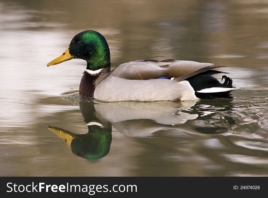 Wild Duck male in the water (Anas platyrhynchos). Wild Duck male in the water (Anas platyrhynchos)