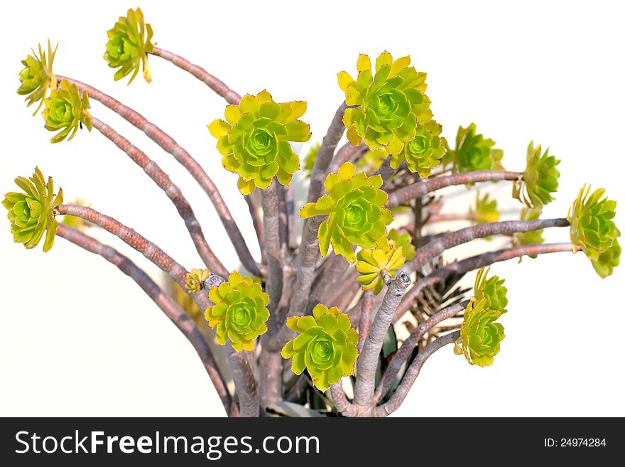 Aeonium arboreum with thick succulent stemc crowned by a rosette of succultent leaves