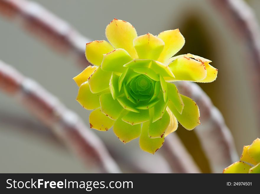 Aeonium arboreum with thick succulent stemc crowned by a rosette of succultent leaves