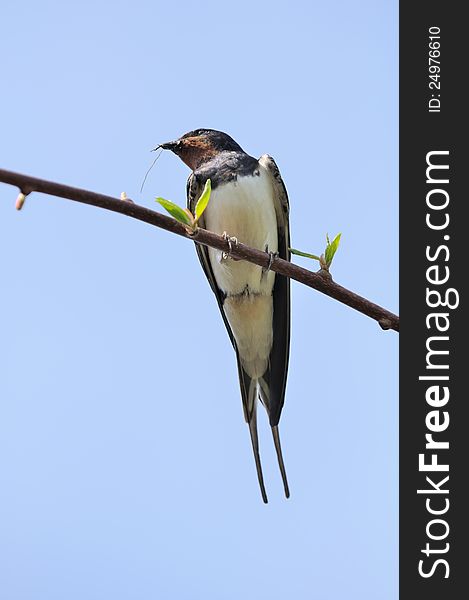 A barn swallow sitting on a tree branch and holding a small twig in its beak to build a nest against a blue sky background. A barn swallow sitting on a tree branch and holding a small twig in its beak to build a nest against a blue sky background