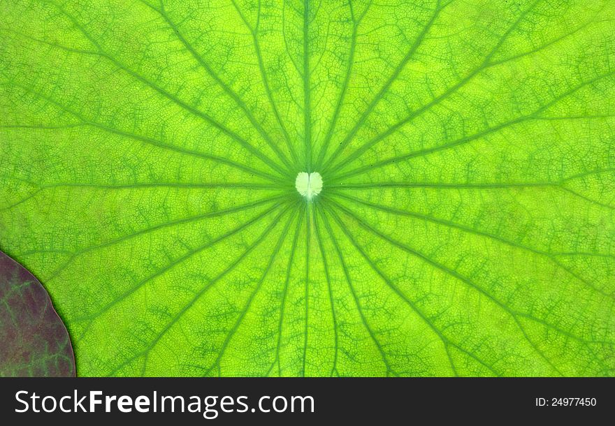 The new leaves of the lotus in the pond for a light colored background. The new leaves of the lotus in the pond for a light colored background.