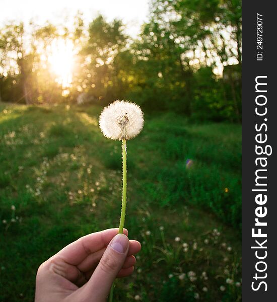 dandelion at sunset with green meadow