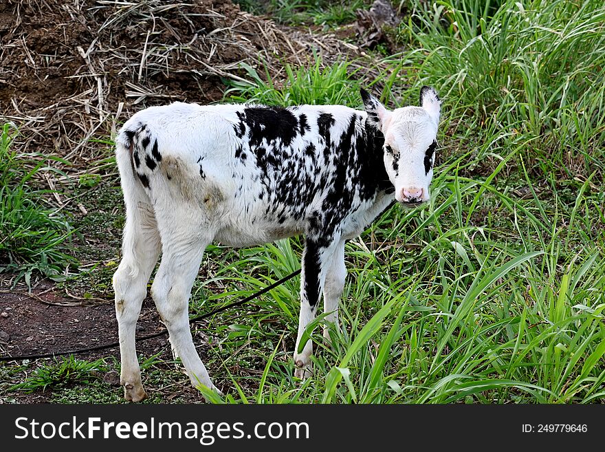 close up of baby cow