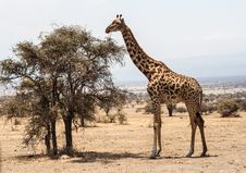 Giraffe Stands Before Tree In The Serengeti Royalty Free Stock Photography