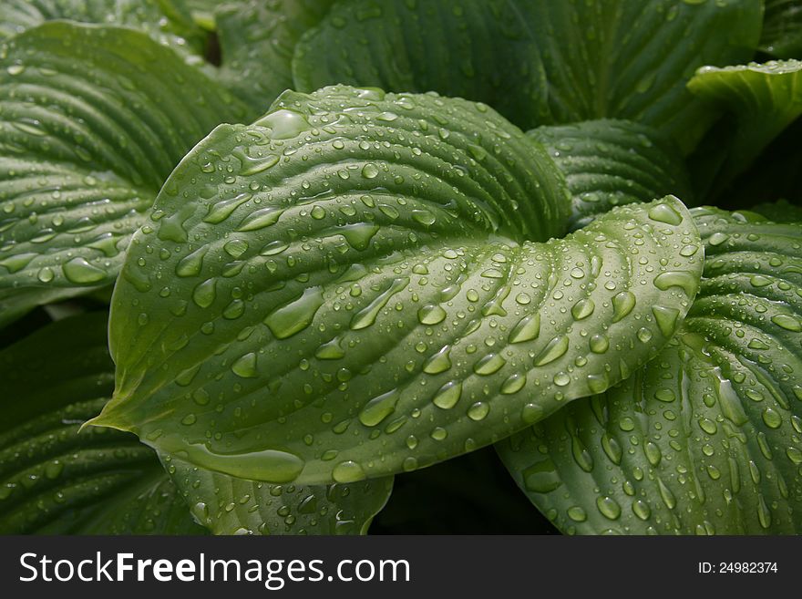 Leaves of decorative plant after a rain. Large drops on a sheet. Leaves of decorative plant after a rain. Large drops on a sheet.