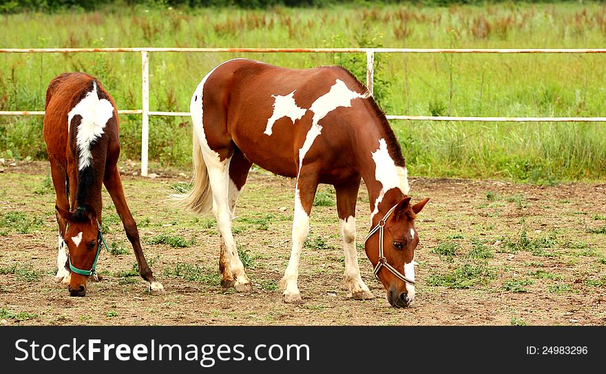 A spotted horse and a baby horse grazing outdoor in a farm. A spotted horse and a baby horse grazing outdoor in a farm