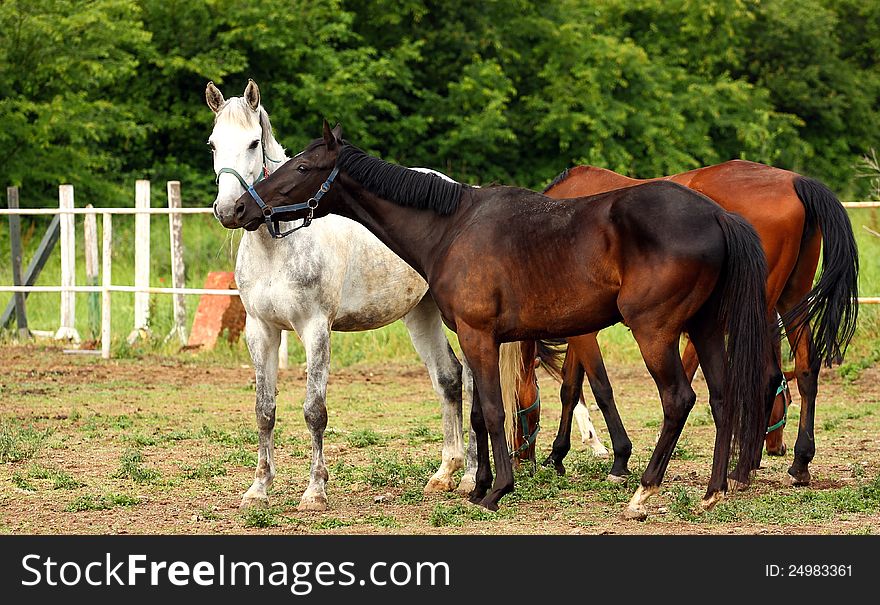 A dark-brown male horse nuzzling a gray female horse in a farm outdoor. A dark-brown male horse nuzzling a gray female horse in a farm outdoor