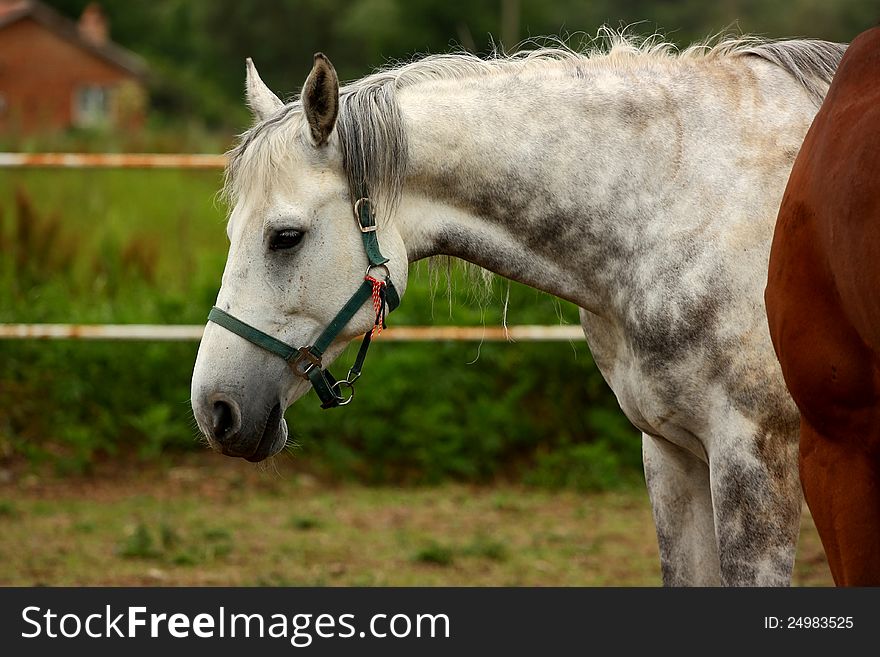 Portrait of a gray horse close up shot. Portrait of a gray horse close up shot