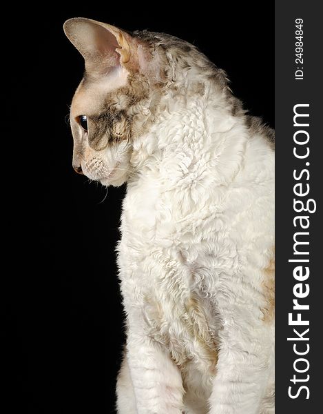 The portrait of a calico Cornish Rex cat in profile on a black background with copy space. The portrait of a calico Cornish Rex cat in profile on a black background with copy space