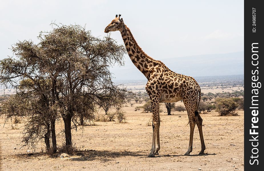 Giraffe stands before tree in the Serengeti