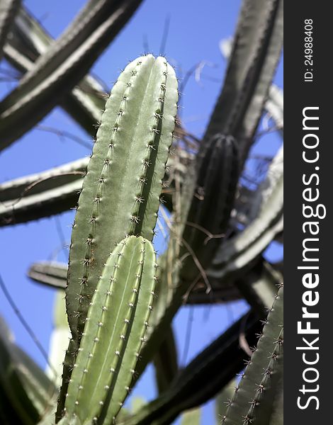 Close up of a huge cactus with spikes in a garden