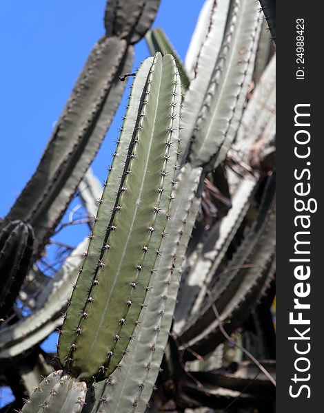 Close up of a huge cactus with spikes in a garden