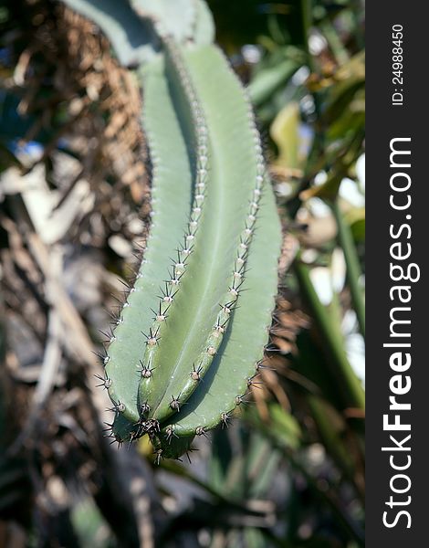 Close up of a cactus with spikes in a garden. Close up of a cactus with spikes in a garden