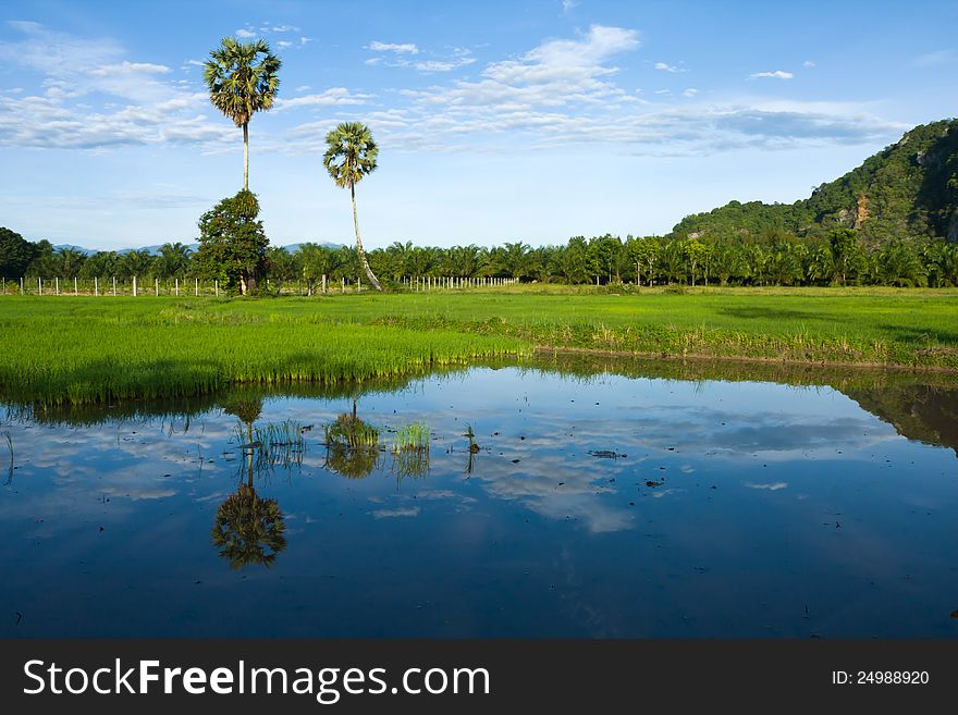 The Rice Farm