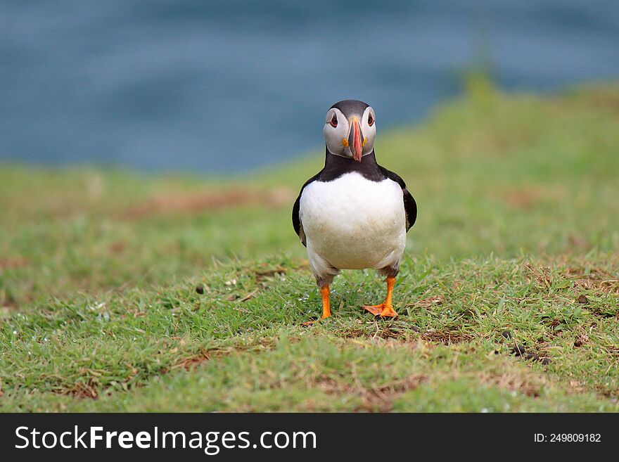 Puffin Walking On Skomer Island