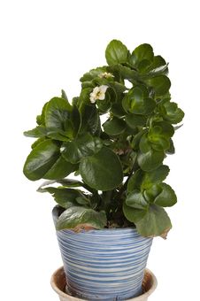 Kalanchoe Stock Photo Kalanchoe Stock Photo