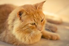 Closeup Of A Ginger Tabby Cat Stock Image Closeup Of A Ginger Tabby Cat Stock Image