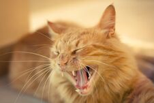 Closeup Of A Ginger Tabby Cat Royalty Free Stock Image Closeup Of A Ginger Tabby Cat Royalty Free Stock Image