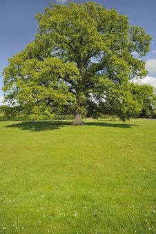 Village Green, Oak Tree Seat, Hanley Swan Stock Image Village Green, Oak Tree Seat, Hanley Swan Stock Image