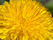 Dandelion Flower Stock Photos Dandelion Flower Stock Photos