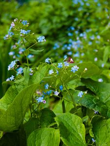 Forget-me-not Royalty Free Stock Images