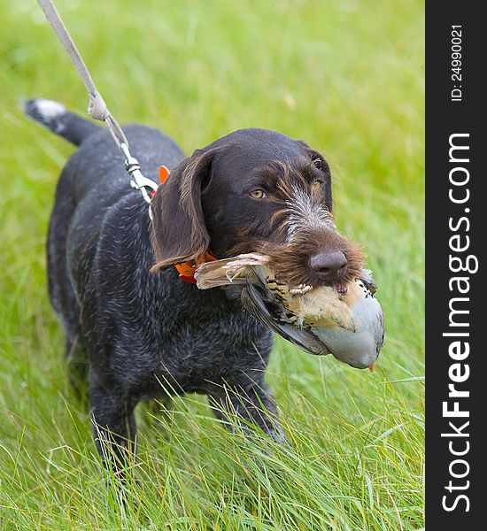 Dog With Chukar