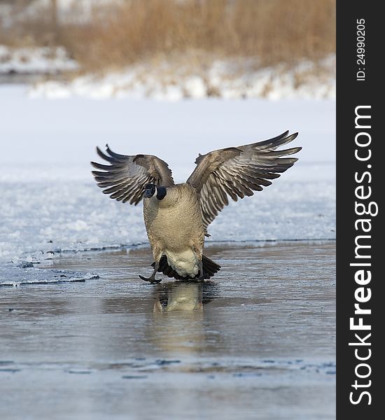 Landing Canada Goose on a frozen pond. Landing Canada Goose on a frozen pond