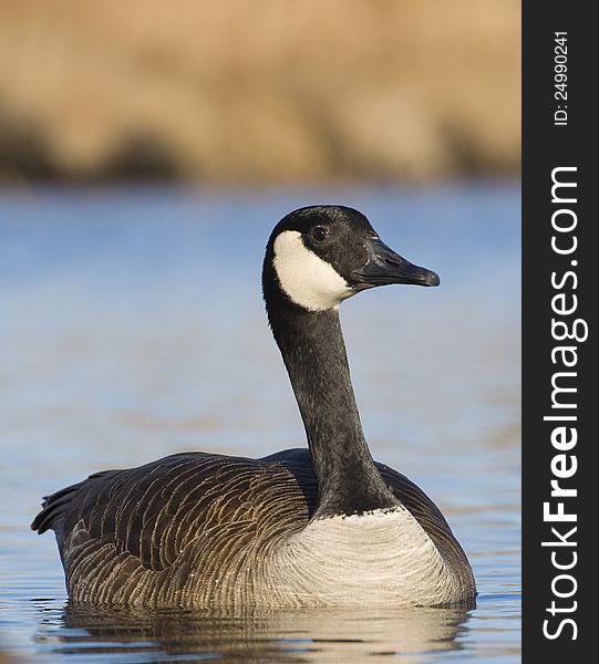 Swimming Goose on a winter day