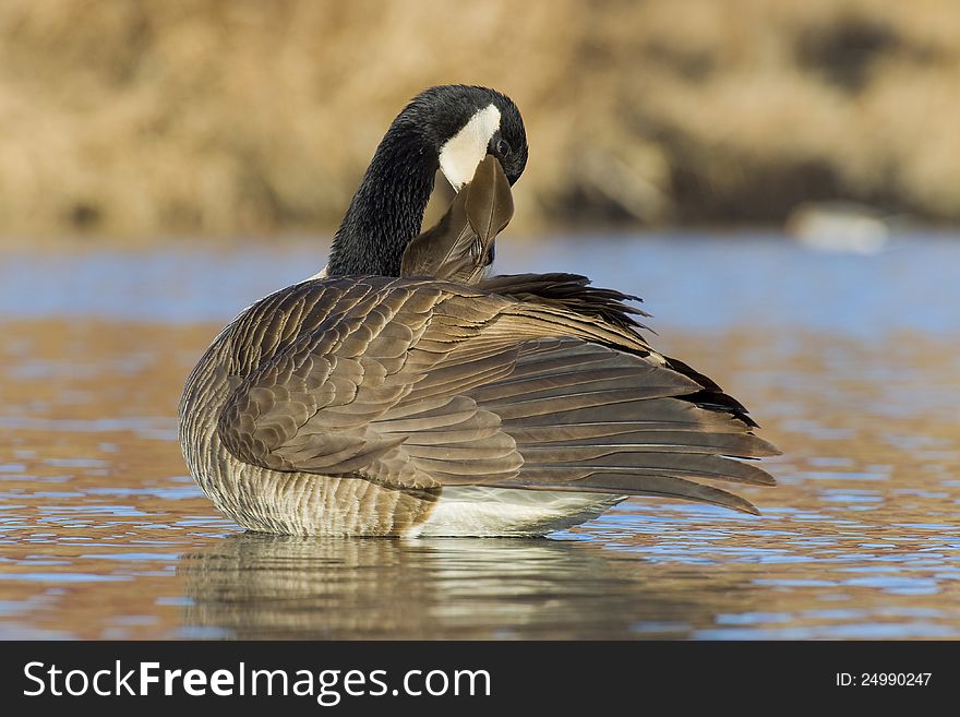 Preening Goose