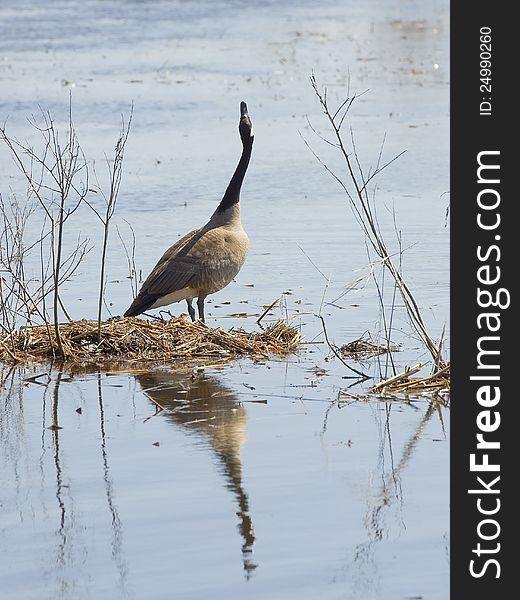 Angry Goose reflecting on the water. Angry Goose reflecting on the water