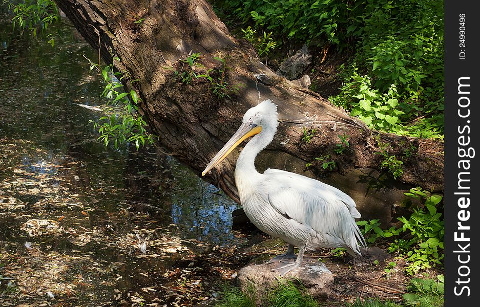 White pelican in reservoir. White pelican in reservoir.