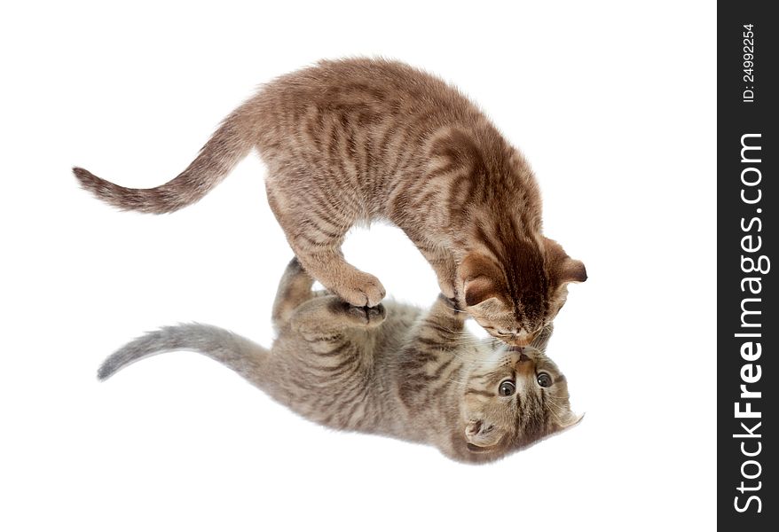 Scottish Kitten Fold Walking By Mirror