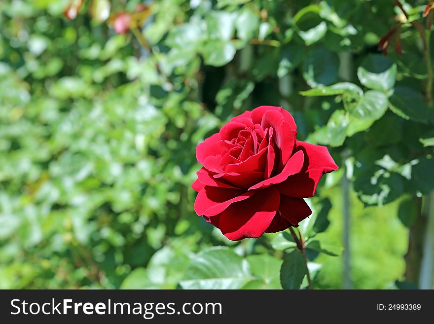 Climbing red roses with a singular flower in the foreground