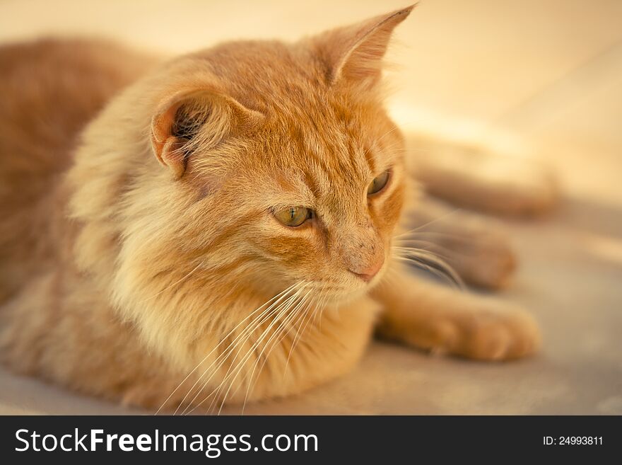 Closeup of a ginger tabby cat lying on a terasse on a sunny day