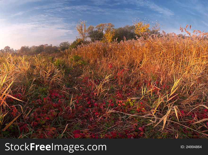 Colorful autumn landscape with bright yellow and red grass. Colorful autumn landscape with bright yellow and red grass