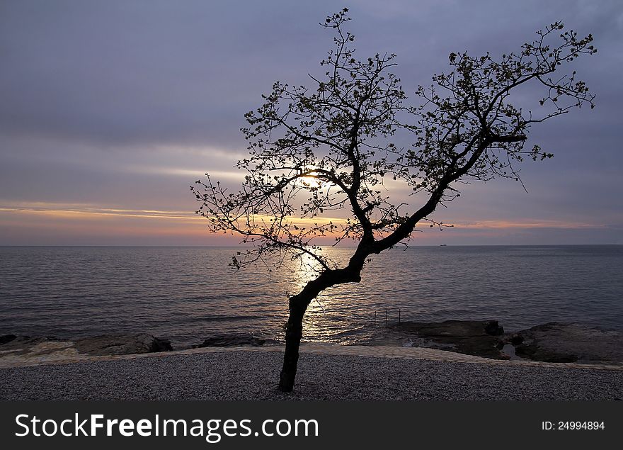 A tree before the sundown at the Mediterranean Sea in Croatia. A tree before the sundown at the Mediterranean Sea in Croatia