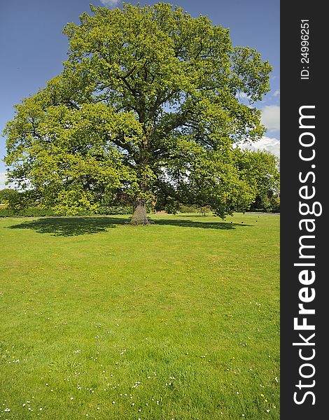 A massive oak tree on the village green, at Hanley Swan, Worcestershire. A circular seat surrounds the trunk of the tree. A massive oak tree on the village green, at Hanley Swan, Worcestershire. A circular seat surrounds the trunk of the tree.