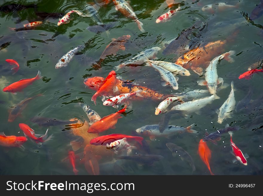 Colorful carps swimming in a pond.