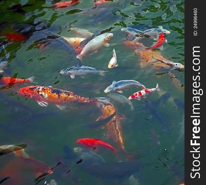 Colorful carps swimming in a pond.