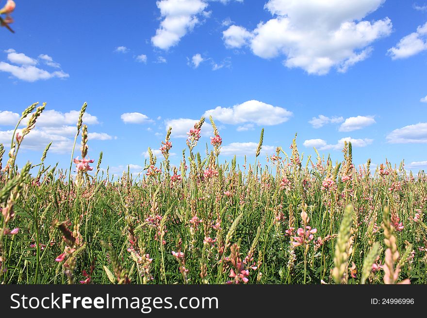 Spring meadow with beautiful flowers